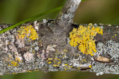 Xanthomendoza hasseana