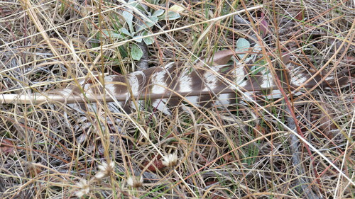Wild Turkey photographed in South Dakota