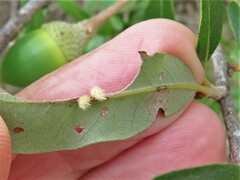 Druon quercuslanigerum