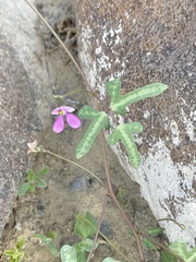 Phaseolus filiformis