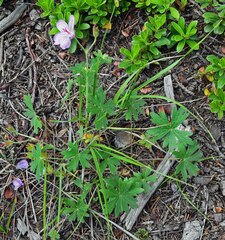 Geranium viscosissimum