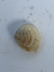 Laevicardium mortoni