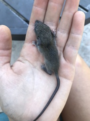 Rattus rattus