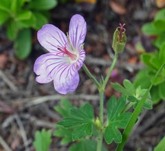 Geranium viscosissimum