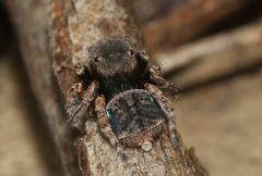 Maratus vespertilio