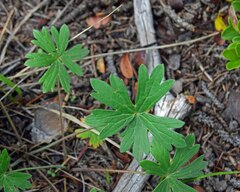 Geranium viscosissimum