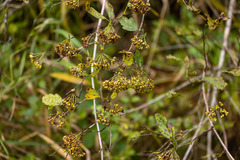 Physocarpus intermedius