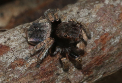 Maratus vespertilio
