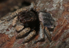 Maratus vespertilio