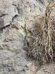 Liolaemus lorenzmuelleri