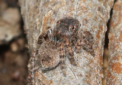 Maratus vespertilio