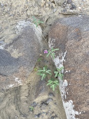 Phaseolus filiformis