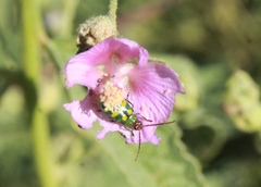 Diabrotica balteata