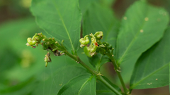 Pombalia atropurpurea
