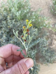 Errazurizia benthamii