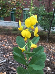 Crotalaria spectabilis