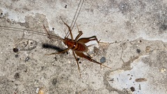 Tachycines asynamorus