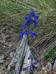 Delphinium barbeyi