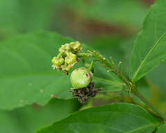 Pombalia atropurpurea