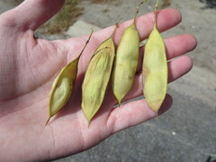 Sesbania vesicaria