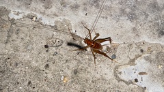 Tachycines asynamorus