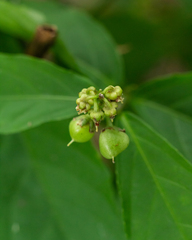 Pombalia atropurpurea