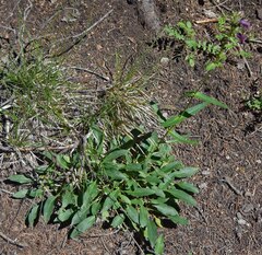 Penstemon whippleanus
