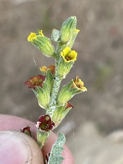 Errazurizia benthamii