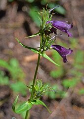Penstemon whippleanus