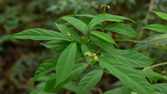 Pombalia atropurpurea