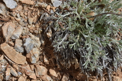 Artemisia borealis