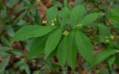 Pombalia atropurpurea