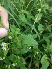 Persicaria nepalensis