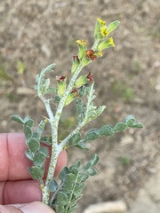 Errazurizia benthamii
