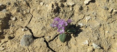 Phacelia crenulata ambigua