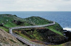 Chroicocephalus novaehollandiae