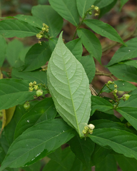 Pombalia atropurpurea