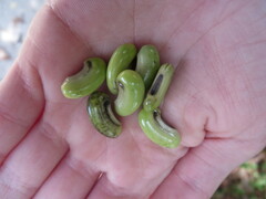 Sesbania vesicaria