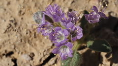 Phacelia crenulata ambigua