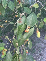 Citharexylum berlandieri