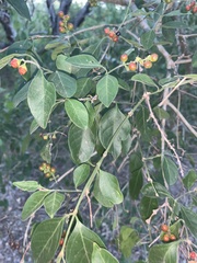 Citharexylum berlandieri