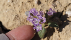 Phacelia crenulata ambigua
