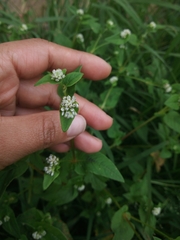 Persicaria nepalensis