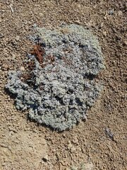 Eriogonum caespitosum