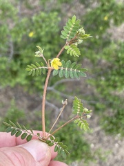 Kallstroemia californica