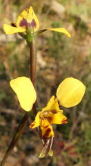 Diuris leopardina