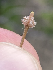 Kallstroemia californica