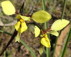 Diuris × palachila