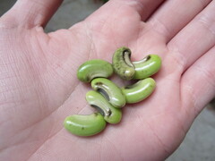 Sesbania vesicaria