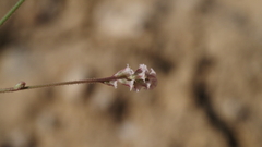 Boerhavia wrightii